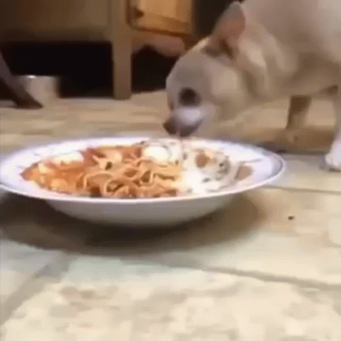 Dog Spaghetti GIF - Dog Spaghetti GIFs