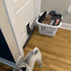 a dog is looking at a laundry basket with a bag of ave in it