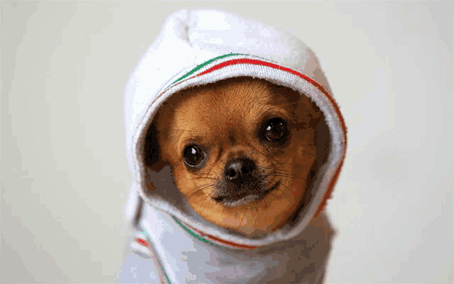 a small brown dog wearing a hooded sweatshirt