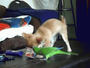 a dog playing with a green parrot on a couch with a box of source toothpaste in the background