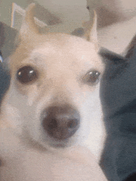 a small dog with horns is being held by a man
