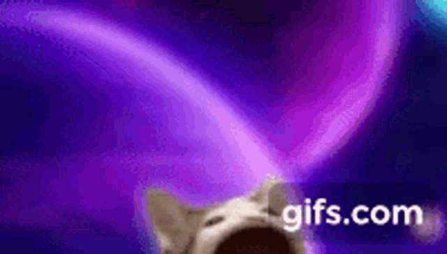 Pop Cat Shotting Stars GIF - Pop Cat Shotting Stars GIFs