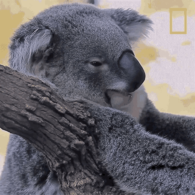 Yawn Koalas101 GIF - Yawn Koalas101 Sleepy GIFs