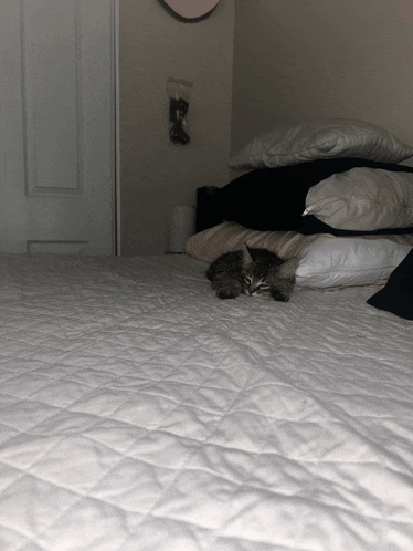 a cat laying on top of a bed with a white quilt