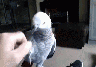 a person is petting a gray parrot in a living room .