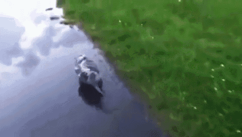 a dog is swimming in a lake next to a grassy shore .
