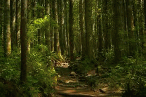 Morning Forest GIF - Morning Forest Sun Rays GIFs