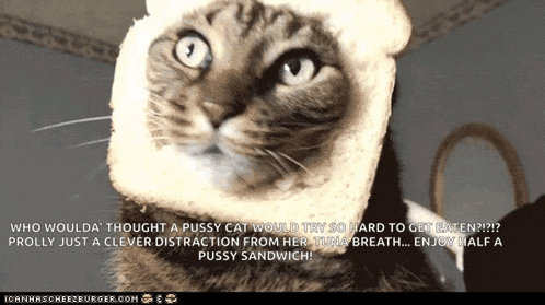 a cat with a piece of bread on its head with the caption who woulda thought a pussy cat would try so hard to get eaten