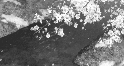 a black and white photo of a river with cherry blossoms hanging over the water .