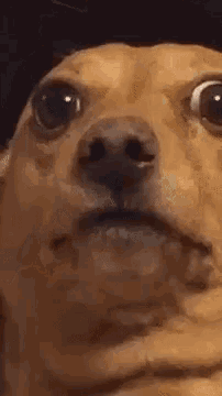 Dog Stare GIF - Dog Stare Shocked GIFs