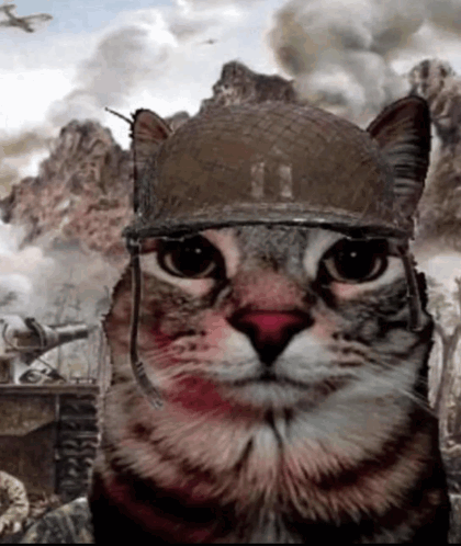 Cat Cat Meme GIF - Cat Cat Meme Meme GIFs