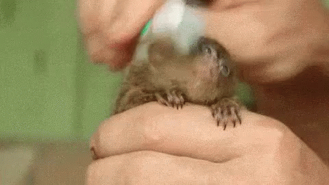 Marmot Toothbrush GIF - Marmot Toothbrush Brushing GIFs