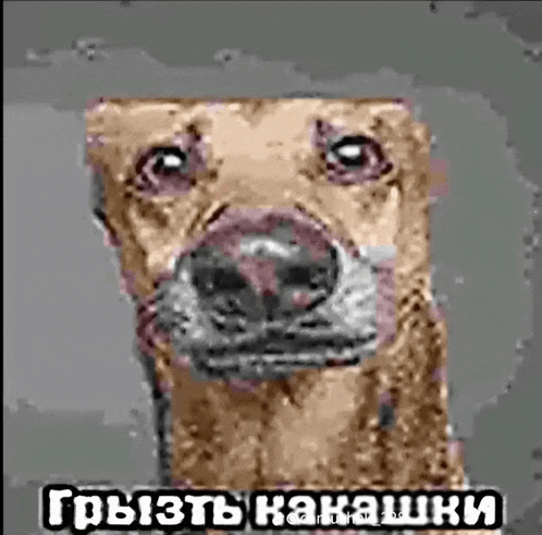 a close up of a dog 's face with a foreign language caption .