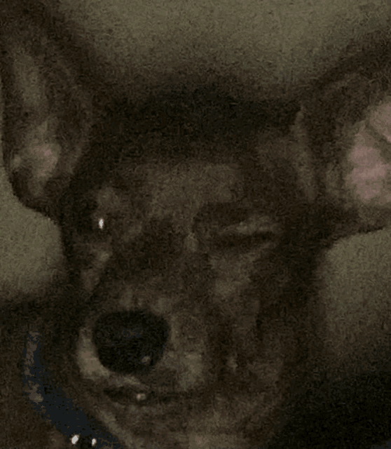 a close up of a dog 's face with the eyes closed