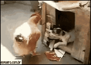 a chicken is standing next to a cat in a room with euquero.com.br in the corner