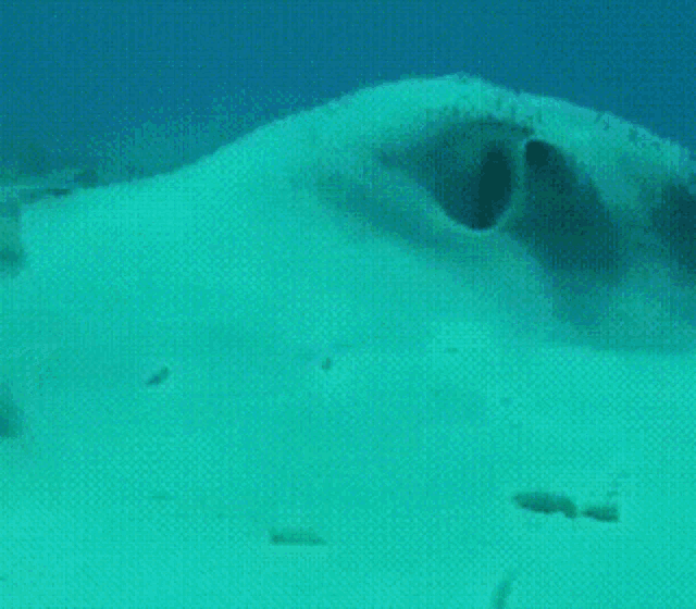 Puffer Fish What The Heck GIF - Puffer Fish What The Heck GIFs