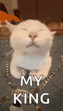 Cat Eepy GIF - Cat Eepy Eepy Cat GIFs