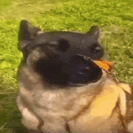 a close up of a dog eating a piece of food .