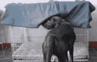 a black dog standing under a blue cloth in a cage .