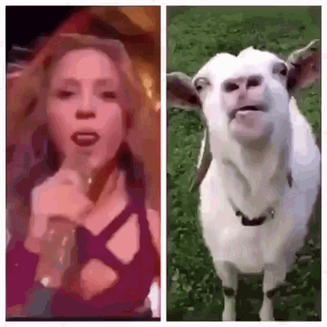 Shakira Shakira Goat GIF