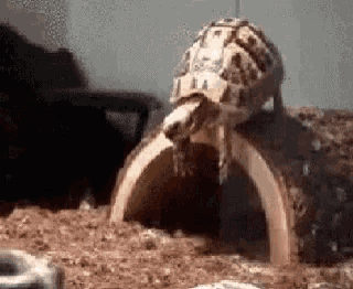 a turtle is standing on top of a wooden log in a cage .