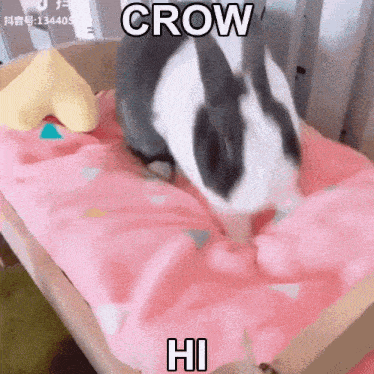 a black and white rabbit is laying on a bed with a pink blanket .