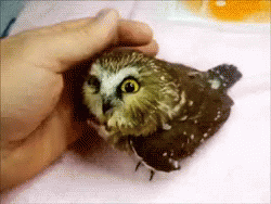 Owl Smile GIF - Owl Smile Pet GIFs