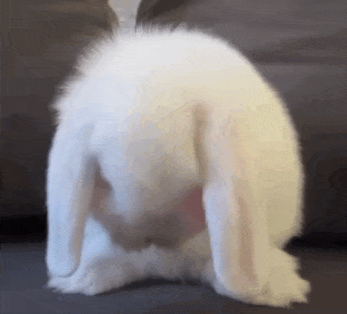 a white rabbit is sitting on its back with its ears up .