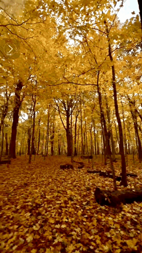 Beautiful Fall Leaves GIF - Beautiful Fall Leaves GIFs