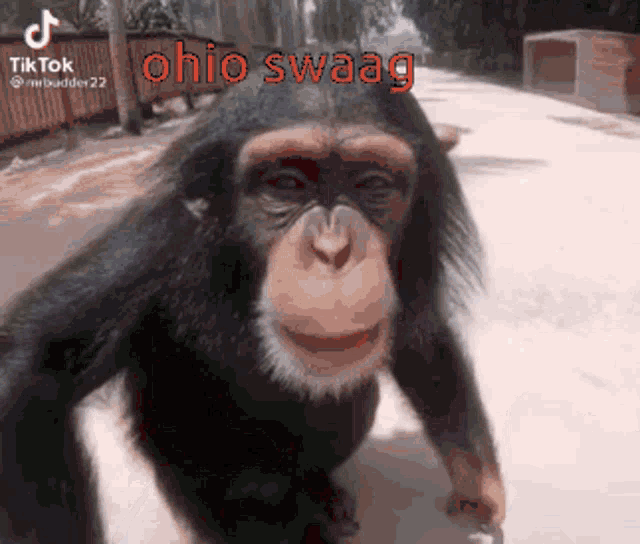 a chimpanzee is walking down a street with the caption ohio swaag