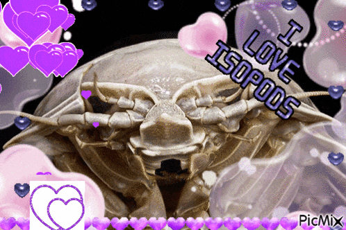 a picture of an isopod with the words i love isopods on it