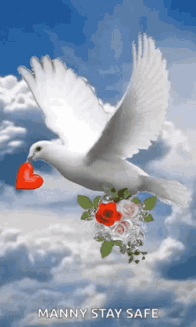 a white dove is flying in the sky holding a red heart