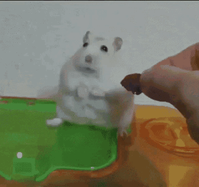 Hamster Thinking GIF - Hamster Thinking Eat GIFs