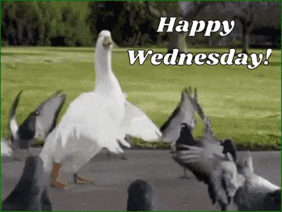 a duck is standing in front of a flock of pigeons with the words happy wednesday .