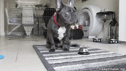 Ring The Bell Dog GIF - Ring The Bell Dog French Bulldog GIFs