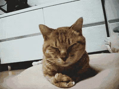 Cat Shy GIF - Cat Shy Sleepy GIFs