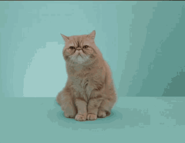a cat is sitting on a blue surface and looking down