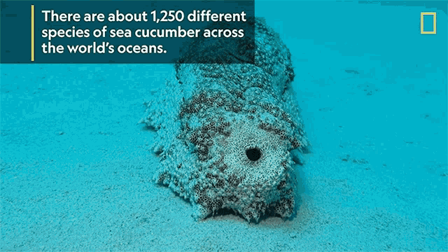 there are about 1250 different species of sea cucumber across the worlds oceans