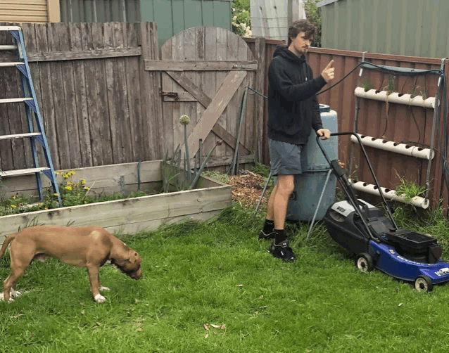 a man is mowing a lawn with a blue lawn mower and a brown dog watches