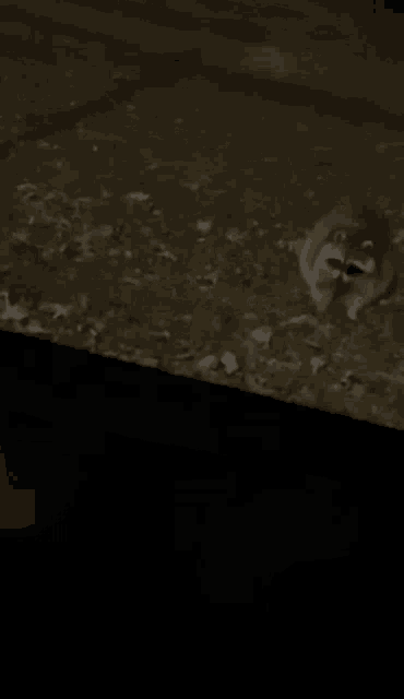 a raccoon is sitting on the ground at night in the dark .