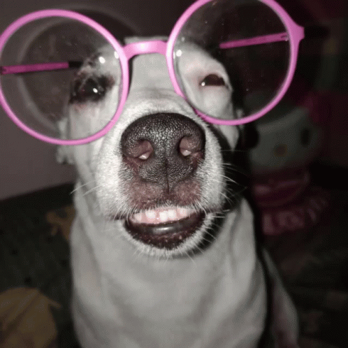 Dog Smile Daada GIF - Dog Smile Daada Funny GIFs