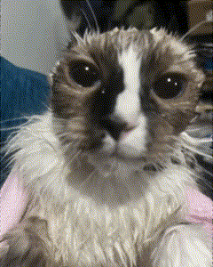 a close up of a cat 's face with a blurred background