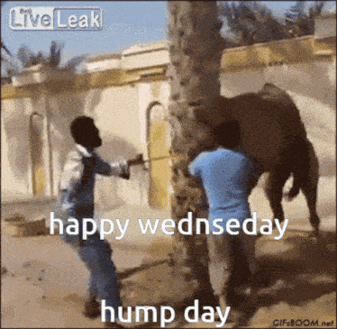 a happy wednesday hump day greeting is displayed on a screen