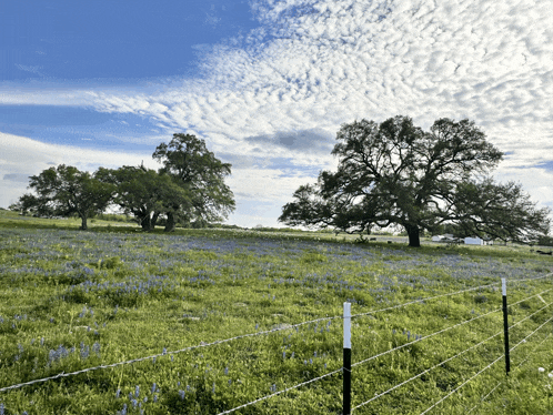 a barbed wire fence surrounds a lush green field with trees in the background