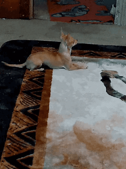 a small dog is laying on a rug with a letter u on it
