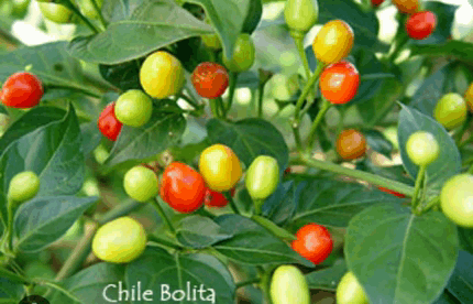 Chile Piquito GIF - Chile Piquito GIFs