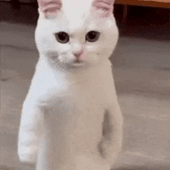 a white cat is standing on its hind legs on a tiled floor and looking at the camera .