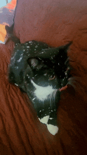 a black and white cat is laying on a brown blanket