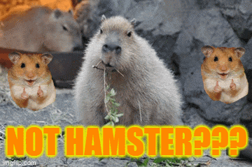 a picture of hamsters and a capybara with the caption " not hamster "