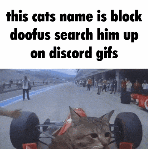 Cat Block Doofus GIF - Cat Block Doofus GIFs